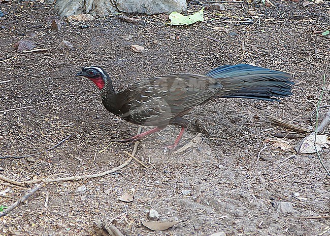 White-browed Guan, Penelope jacucaca, adult feeding on the ground - a Vulnerable species, endemic to Brazil and threatened by hunting and habitat loss stock-image by Agami/Andy & Gill Swash ,