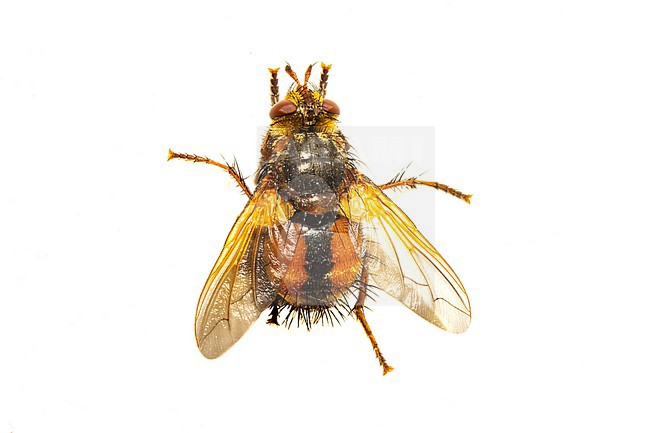 Tachina magnicornis stock-image by Agami/Wil Leurs,
