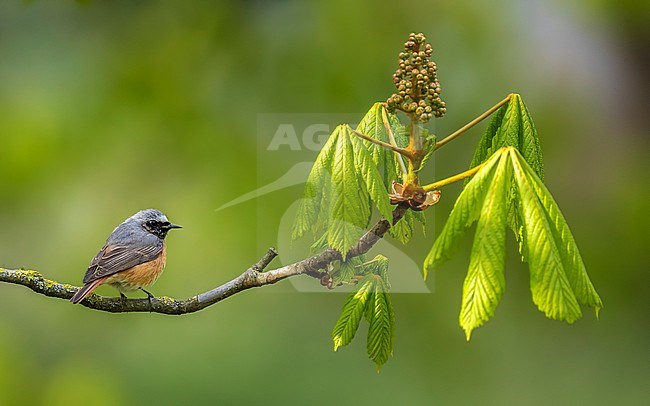 First summer Common Redstart (Phoenicurus phoenicurus phoenicurus) in a branch in Josaphat park, Brussels, Vlaamse Brabant, Belgium. stock-image by Agami/Vincent Legrand,