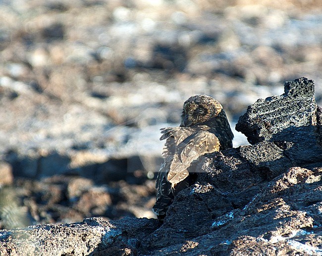 Galapagos short-eared Owl (Asio flammeus ssp. galapagoensis) perched between rocks stock-image by Agami/Roy de Haas,