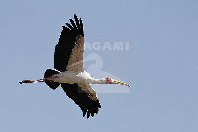 Adult Yellow-billed Stork (Mycteria ibis) in flight from below above Lake Chamo in Ethiopia stock-image by Agami/Mathias Putze,