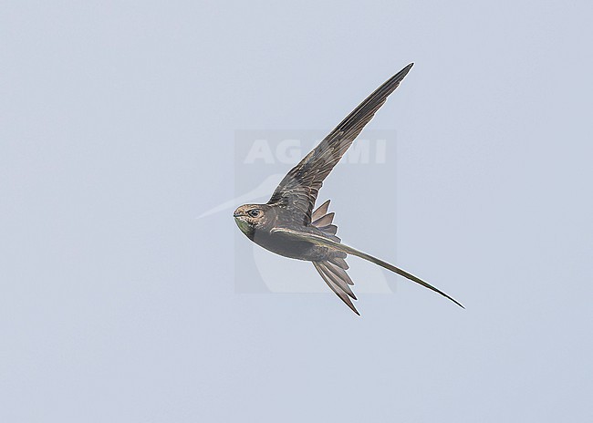 Common swift (Apus apus) in flight stock-image by Agami/Lennart Verheuvel,