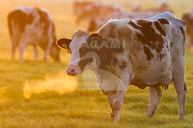 Domestic cow with backlight standing in early morning in a misty meadow in the Netherlands. stock-image by Agami/Menno van Duijn,