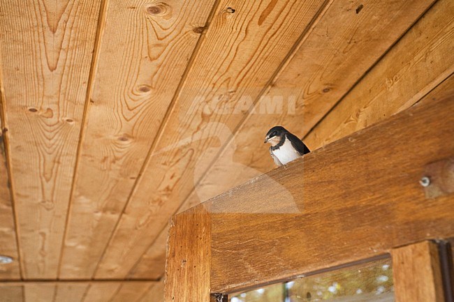 Boerenzwaluw onder afdak van schuurtje; Barn Swallow perched under roof of a barn stock-image by Agami/Marc Guyt,