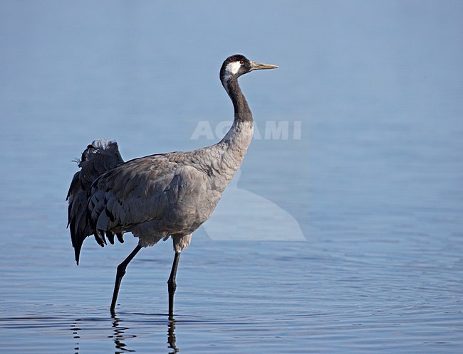 Common Crane standing in water; Kraanvogel staand in water stock-image by Agami/Markus Varesvuo,