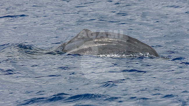 Sperm Whale (Physeter macrocephalus) preparing a shallow dive off Corvo, Azores, Portugal. stock-image by Agami/Vincent Legrand,