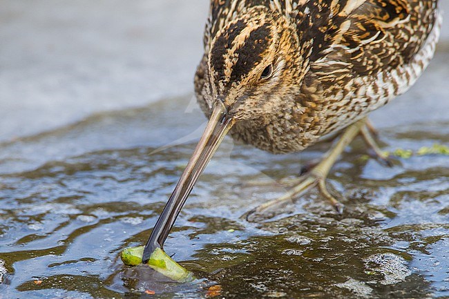Wintering Common Snipe (Gallinago gallinago) in The Netherlands. Standing on ice with a dead caterpillar. stock-image by Agami/Menno van Duijn,