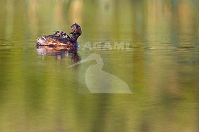 Volwassen Geoorde Fuut in zomerkleed; Adult Black-necked Grebe in summer plumage stock-image by Agami/Menno van Duijn,