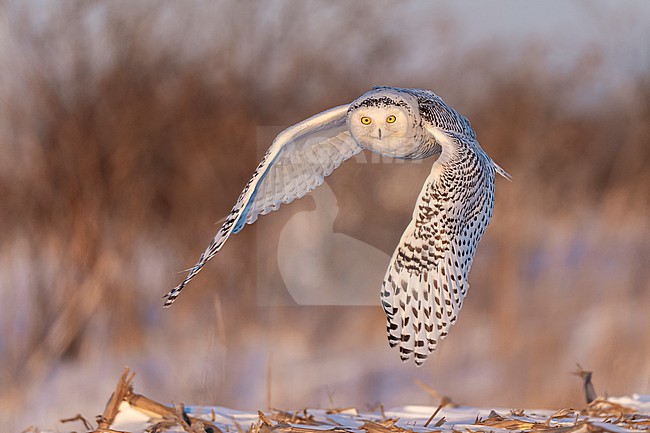Snowy Owl (Bubo scandiacus) in snow covered landscape in Ontario Canada. stock-image by Agami/Marcel Burkhardt,