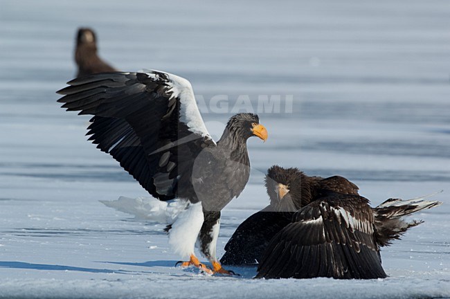 Vechtende Steller-zeearenden, Fighting Stellers Sea-eagles stock-image by Agami/Sergey Gorshkov,