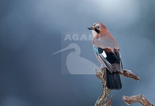Gaai zittend op tak, Eurasian Jay perched on a branch stock-image by Agami/Markus Varesvuo,