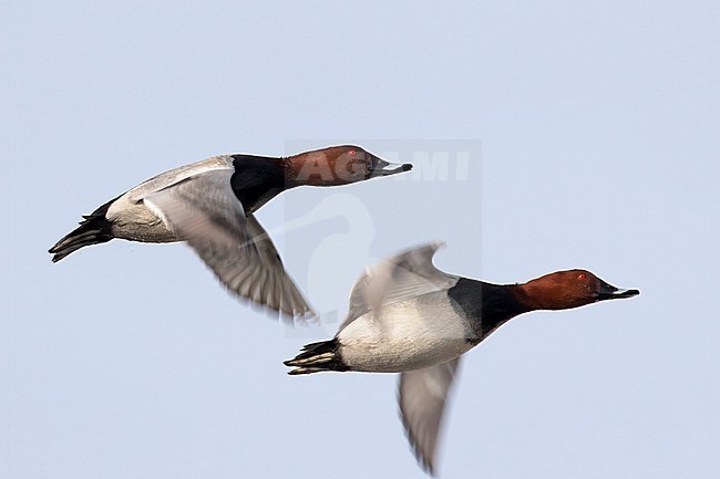 Two adult Common Pochard seen flying. stock-image by Agami/Jacob Garvelink,