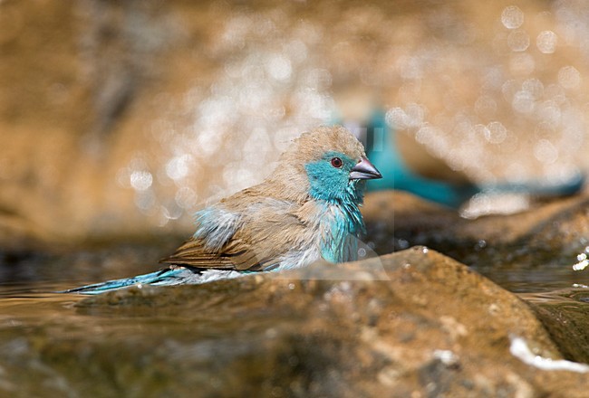 Angolees Blauwfazantje, Blue Waxbill, Uraeginthus angolensis stock-image by Agami/Marc Guyt,