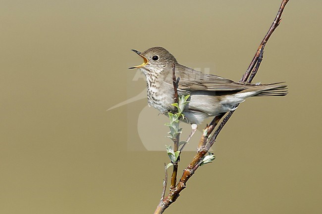 Adult Grey-cheeked Thrush (Catharus minimus) singing from a small bush on Seward Peninsula, Alaska USA. During short arctic summer. stock-image by Agami/Brian E Small,