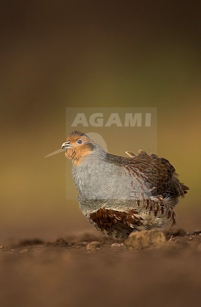 Roepende Patrijs, Grey Partridge calling stock-image by Agami/Danny Green,