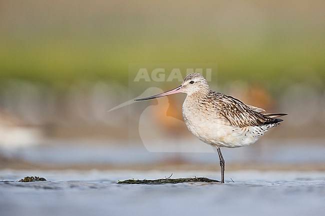 Bar-tailed Godwit (Limosa lapponica ssp. lapponica), Germany, adult winter during migration stock-image by Agami/Ralph Martin,
