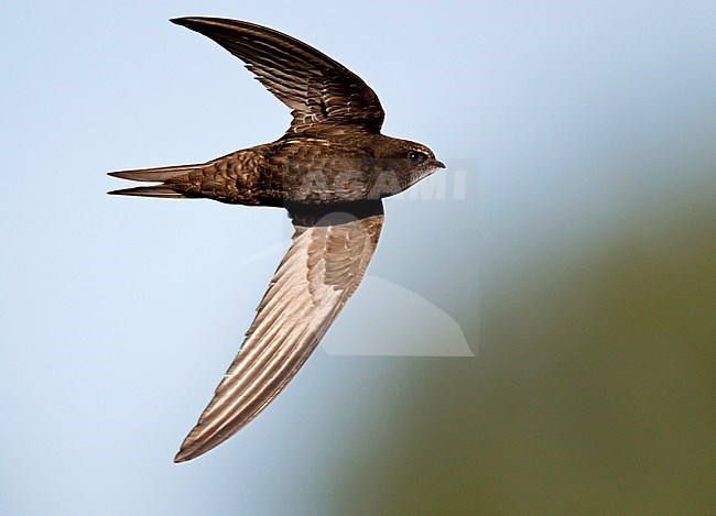 Common Swift (Apus apus) in flight over field in the Netherlands. stock-image by Agami/Ran Schols,