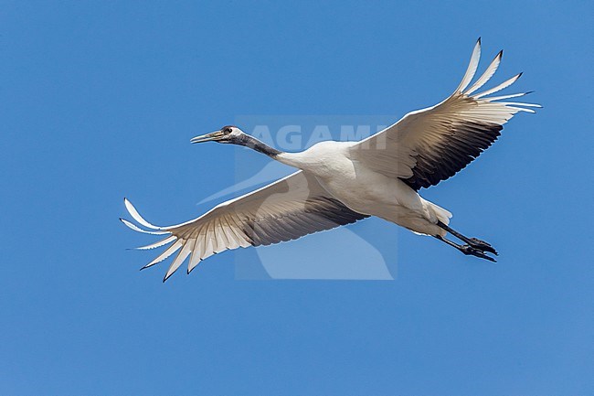 Chinese Kraanvogel in vlucht; Red-crowned Crane in flight stock-image by Agami/Daniele Occhiato,