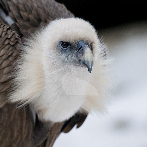 Vale Gier in gevangenschap; Captive Griffon Vulture stock-image by Agami/Han Bouwmeester,