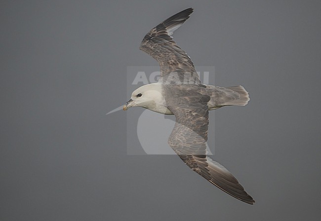 Northern Fulmar (Fulmarus glacialis) is a common breeding bird in Iceland stock-image by Agami/Eduard Sangster,