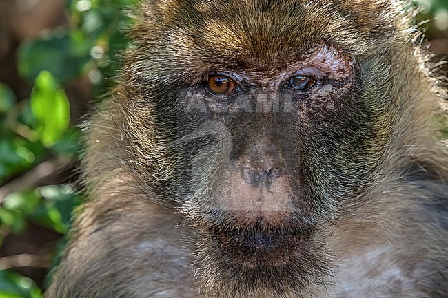 Adult Barbary Macaque (Macaca sylvanus) into Pic des singes at Cap Cabron, near Bejaja, Algeria. stock-image by Agami/Vincent Legrand,