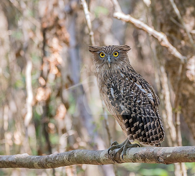 Brown Fish Owl (Ketupa zeylonensis orientalis) in Vietnam. stock-image by Agami/Pete Morris,