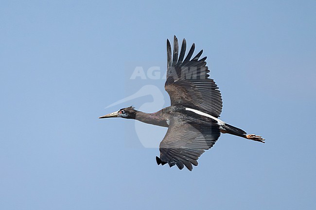 Abdim's Stork (Ciconia abdimii) wintering in Oman. stock-image by Agami/Sylvain Reyt,