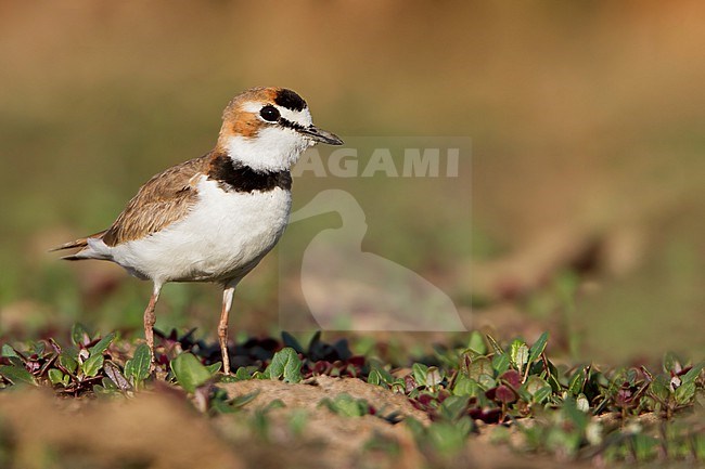 Collared Plover (Anarhynchus collaris) on the ground in Bolivia stock-image by Agami/Dubi Shapiro,