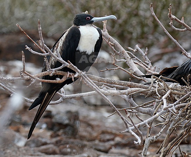 Great Frigatebird (Fregata minor) on the Galapagos islands, Ecuador. Female sitting in the colony. stock-image by Agami/Dani Lopez-Velasco,