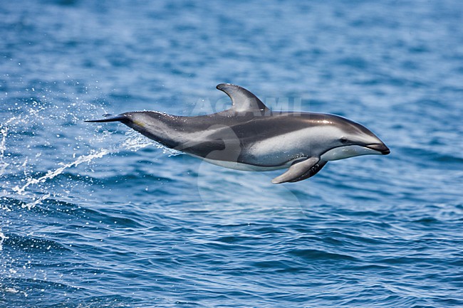 Pacific White-sided Dolphin jumping clear out of the water stock-image by Agami/Martijn Verdoes,