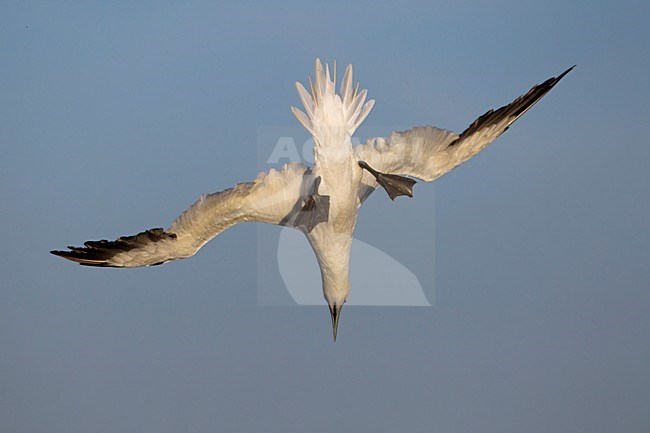 Jan-van-gent duikend naar vis; Northern Gannet diving for fish stock-image by Agami/Daniele Occhiato,