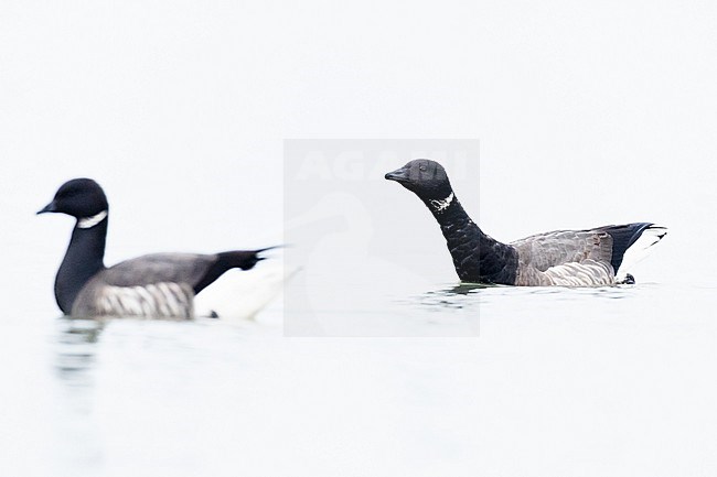  stock-image by Agami/Menno van Duijn,