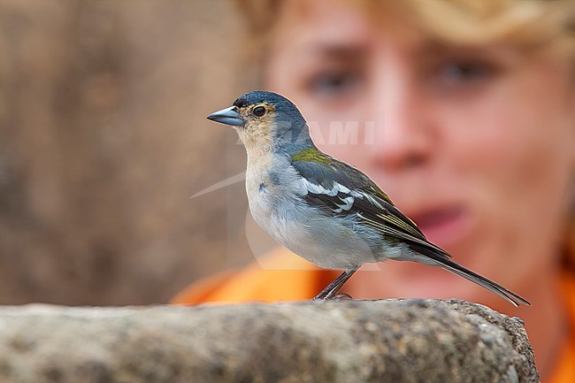Adult male Madeira Chaffinch, Fringilla coelebs maderensis) aka (Fringilla maderensis) sitting in a forest in Madeira, Portugal. stock-image by Agami/Vincent Legrand,