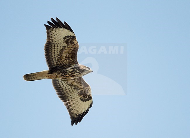 Buizerd in de vlucht; Common Buzzard in flight stock-image by Agami/Markus Varesvuo,