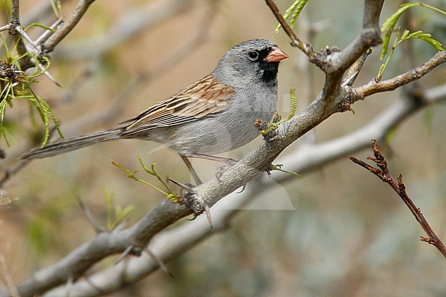 Adult male
Eddy Co., NM
April 2006 stock-image by Agami/Brian E Small,