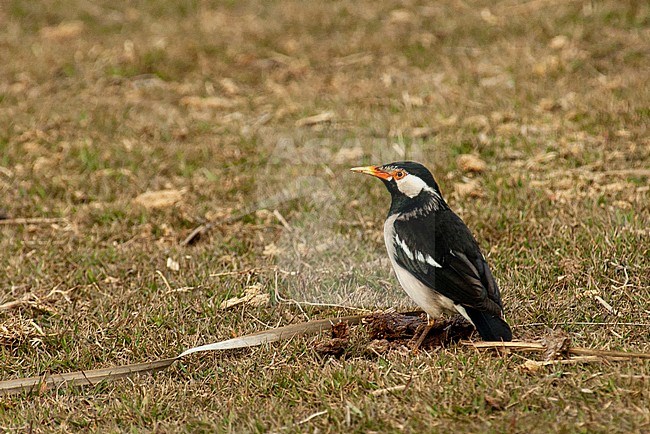 Adult Indian Pied Myna (Gracupica contra), also known as Asian Pied Starling. Standing on the ground. stock-image by Agami/Marc Guyt,