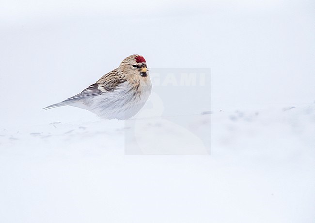 Arctic Redpoll (Acanthis hornemanni) wintering in arctic Norway. stock-image by Agami/Marc Guyt,