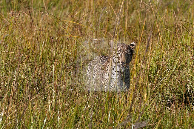 Portrait of a leopard, Panthera pardus, in tall grass. Khwai Concession Area, Okavango Delta, Botswana. stock-image by Agami/Sergio Pitamitz,
