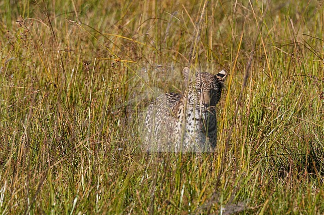 Portrait of a leopard, Panthera pardus, in tall grass. Khwai Concession Area, Okavango Delta, Botswana. stock-image by Agami/Sergio Pitamitz,