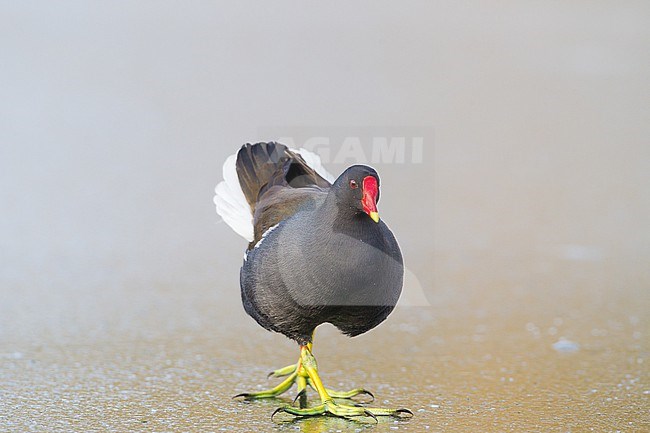 Common Moorhen, Gallinula chloropus pair foraging on ice stock-image by Agami/Menno van Duijn,