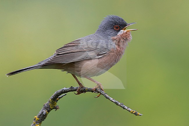 Moltoni's Baardgrasmus, Moltoni's Warbler; Sylvia subalpina stock-image by Agami/Daniele Occhiato,