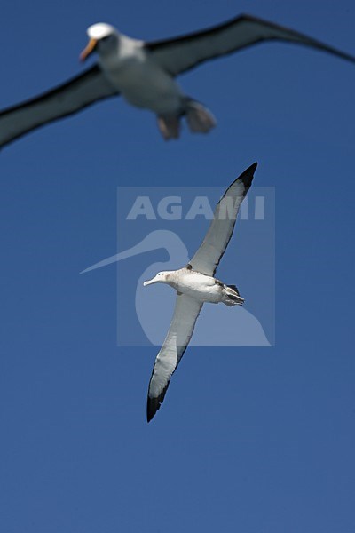 Tristanalbatros in vlucht; Tristan Albatros in flight stock-image by Agami/Marc Guyt,