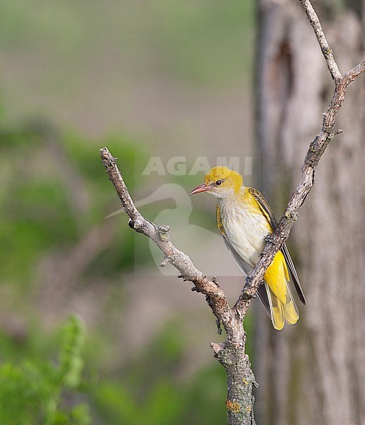 Adult female European Golden Oriole, Oriolus oriolus, in Europe. stock-image by Agami/Marc Guyt,