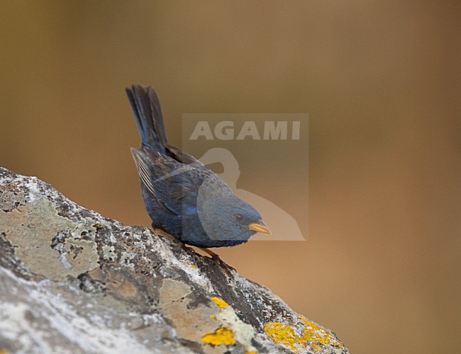 Yellow-billed Blue Finch, Rhopospina caerulescens stock-image by Agami/Dubi Shapiro,