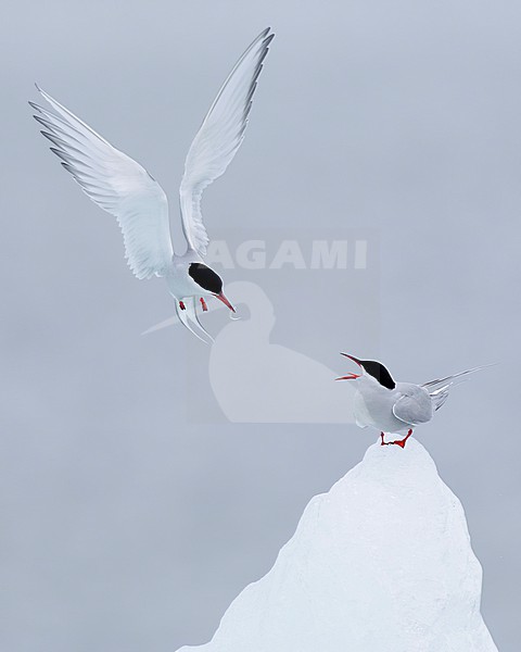 Arctic Tern (Sterna paradisaea), adult male  bringing a nuptial gift to the female, Southern Region, Iceland stock-image by Agami/Saverio Gatto,