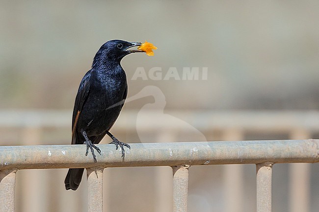 Tristram's Starling (Onychognathus tristramii), adult perched on a gate, Tawi Atayr, Dhofar, Oman stock-image by Agami/Saverio Gatto,
