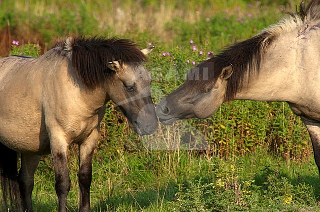 Konik paard, Konik Horse stock-image by Agami/Roy de Haas,