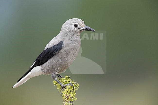 Adult Clark's Nutcracker (Nucifraga columbiana)
Lake Co., Oregon, USA
August 2015 stock-image by Agami/Brian E Small,