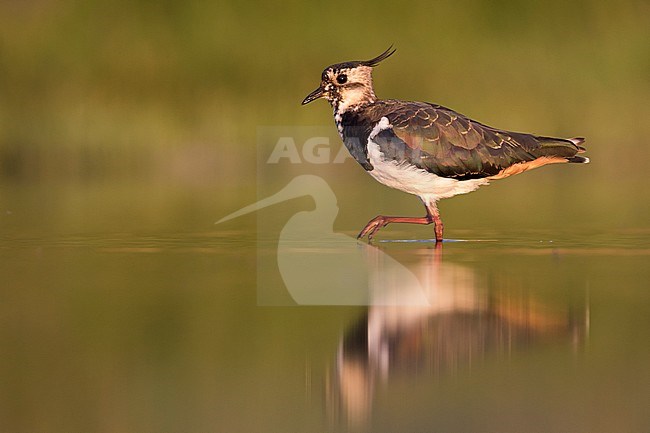 Northern Lapwing - Kiebitz - Vanellus vanellus, Germany, adult stock-image by Agami/Ralph Martin,