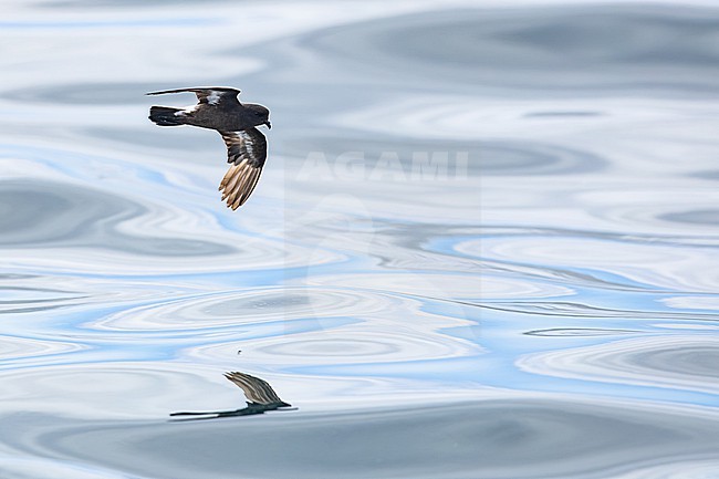  stock-image by Agami/Menno van Duijn,